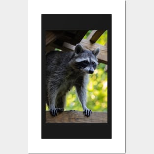 Pretty Raccoon Girl Posters and Art